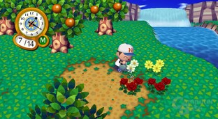 Animal Crossing