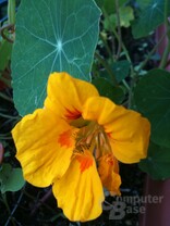 iPhone 3GS: Kamera-Foto