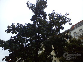 Kameraaufnahme 4 (Baum) Kameraaufnahme 4 (Baum)