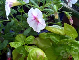 Testbild