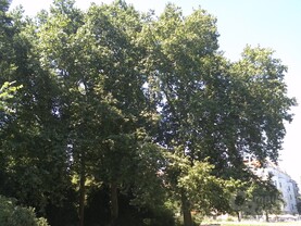 V900 - Fotoqualität