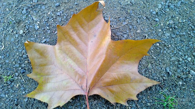 Nokia Lumia 820 Kamera Nahaufnahme