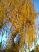 Testbild Sony Xperia J 1