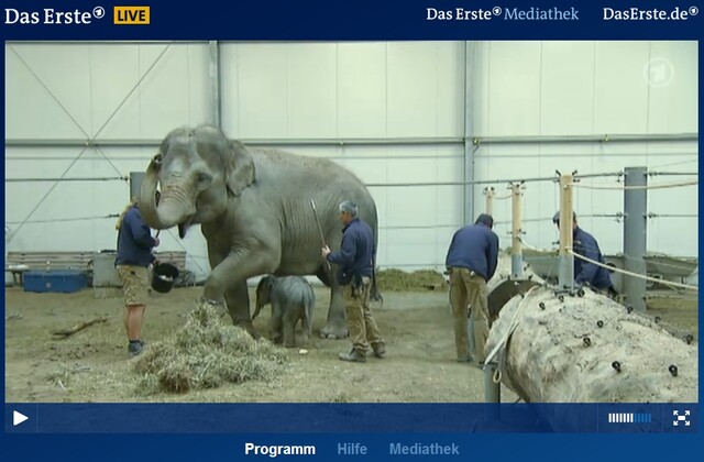 live stream das erste live stream das erste