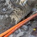 Kupfer-Netz zerstört: Telekom legt in Flut­gebieten kostenfrei Glasfaser ins Haus