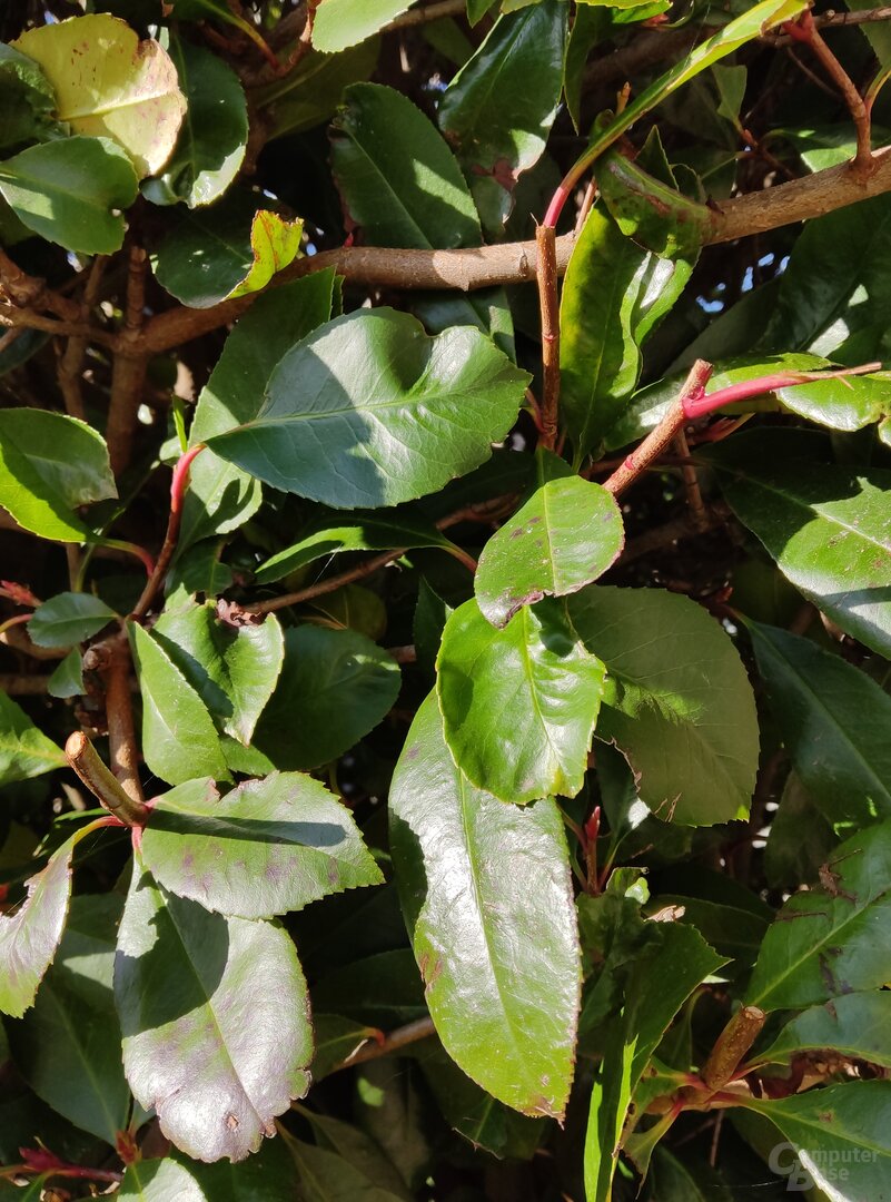 Xiaomi Pad 5 im Test – Kamera