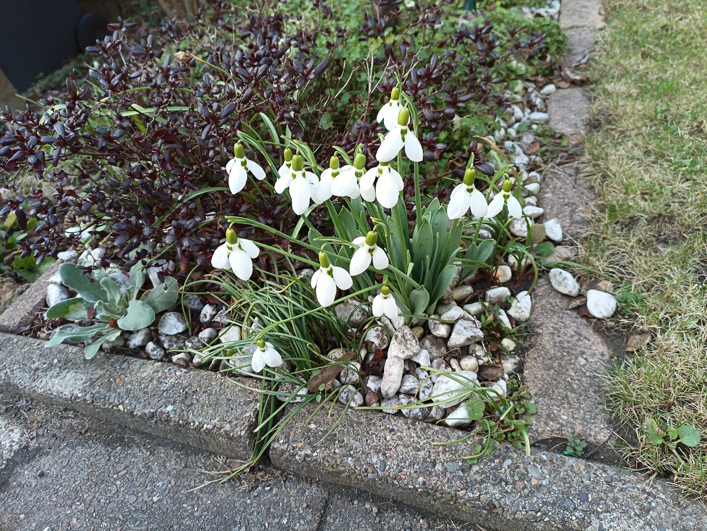 Aufnahme mit dem Doogee V20