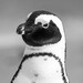Linux 5.17 mit AMD P-State: Kernel mit initialem Support für Zen 4 und Raptor Lake