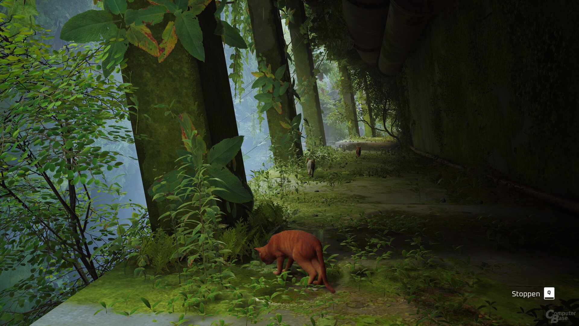 Stray im Technik-Test