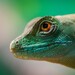 GeckoLinux: Das bessere openSUSE für Linux-Einsteiger