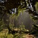 Conifer Forest Biome: Demo mit UE5-Grafikpracht als kostenloser Download