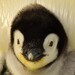 Linux 6.1: Neuer Kernel braucht einen 8. Release Candidate