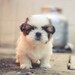 Puppy Linux 22.12: Ultraleichtgewicht für ältere Systeme basiert auf Slackware