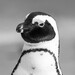 Linux 6.2-RC1: Linus Torvalds hat den Release Candidate freigegeben