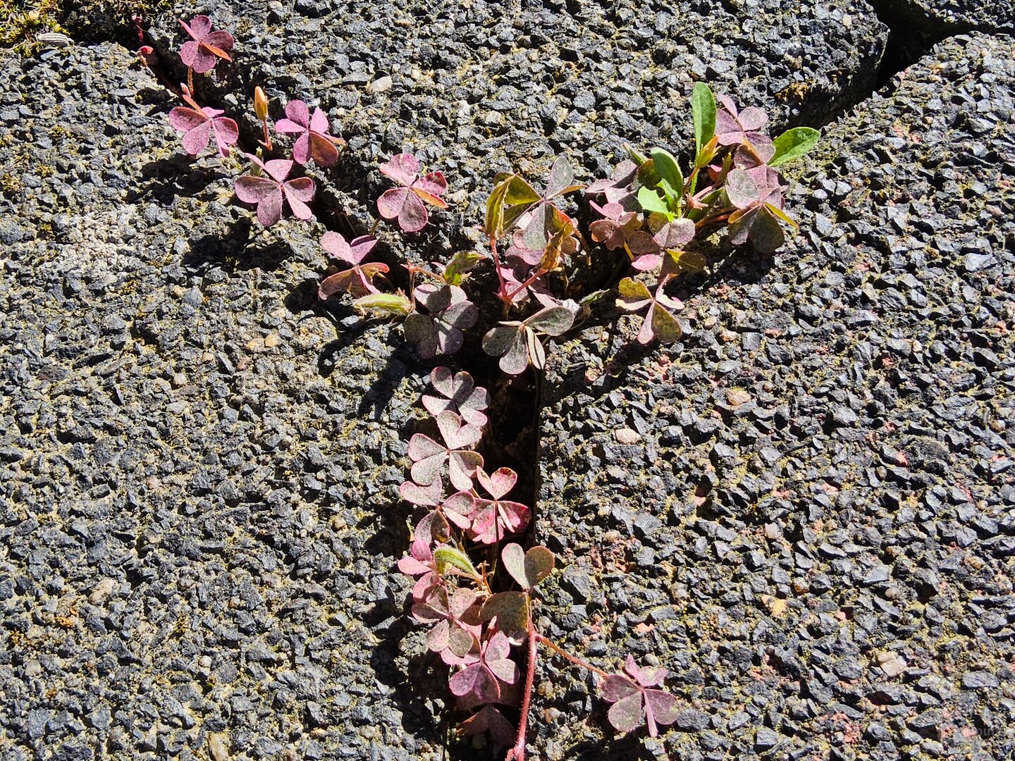 Galaxy Tab S9 Ultra im Test – Kamera