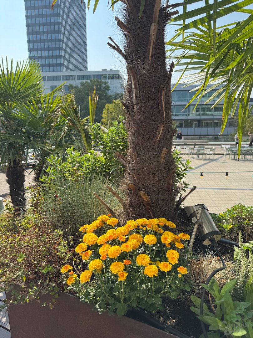 iPhone 15 Pro Max – Weitwinkel (f/1.8, ISO 80, 1/2331 s)