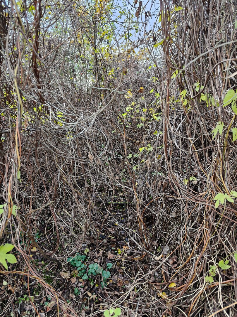 Motiv 6 – Find X8 Pro – 1x