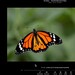 Generativer KI-Videogenerator: OpenAI veröffentlicht Text-zu-Video-System Sora