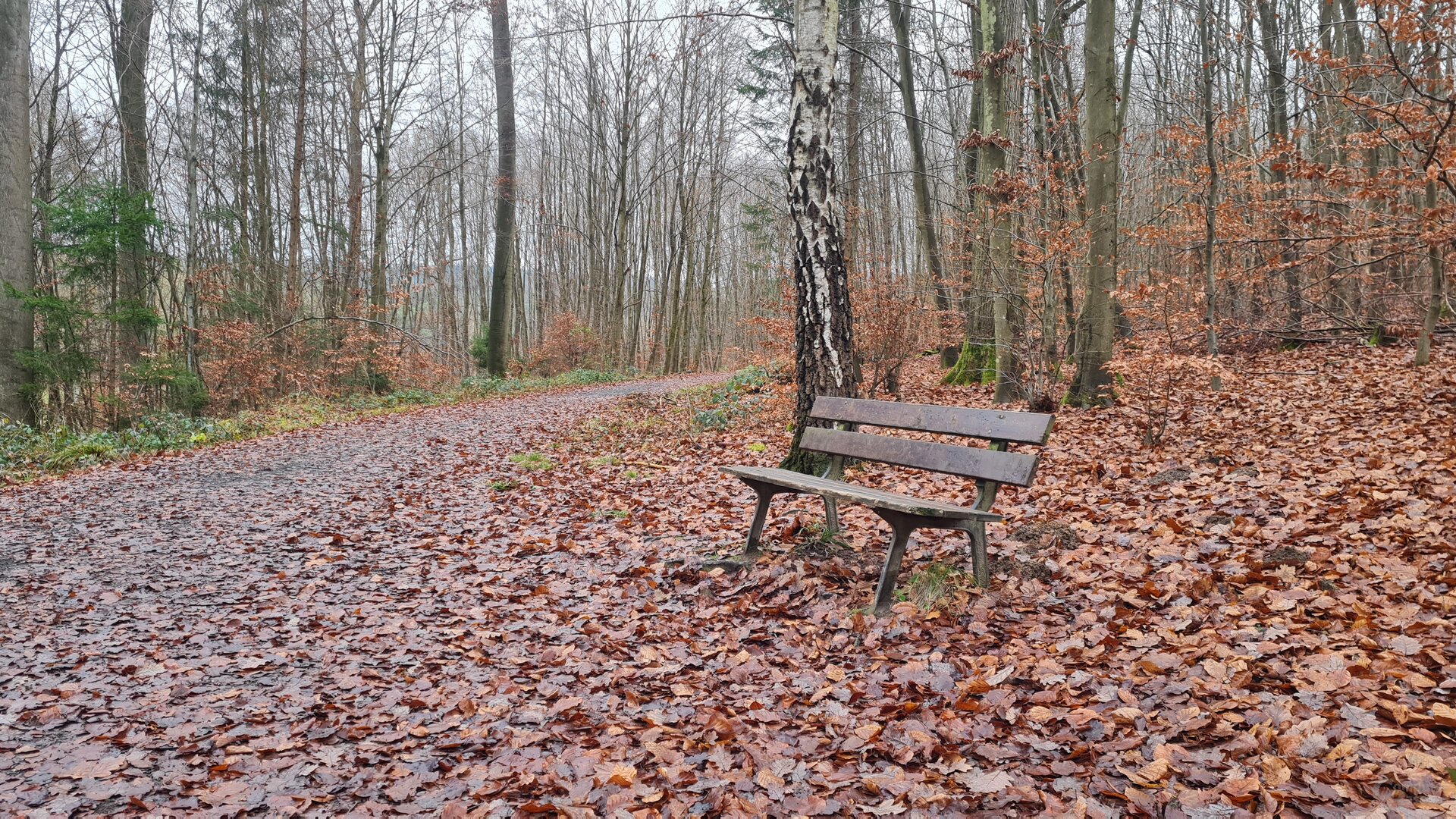 Generatives Löschen: Bank im Wald – Original