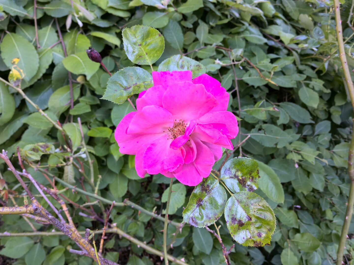 Fotoaufnahme mit dem MatePad Pro 12.2 (2024)