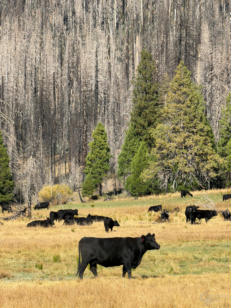 iPhone 17 Pro Max – 200 mm Tele (f/2.8, ISO 32, 1/631 s)