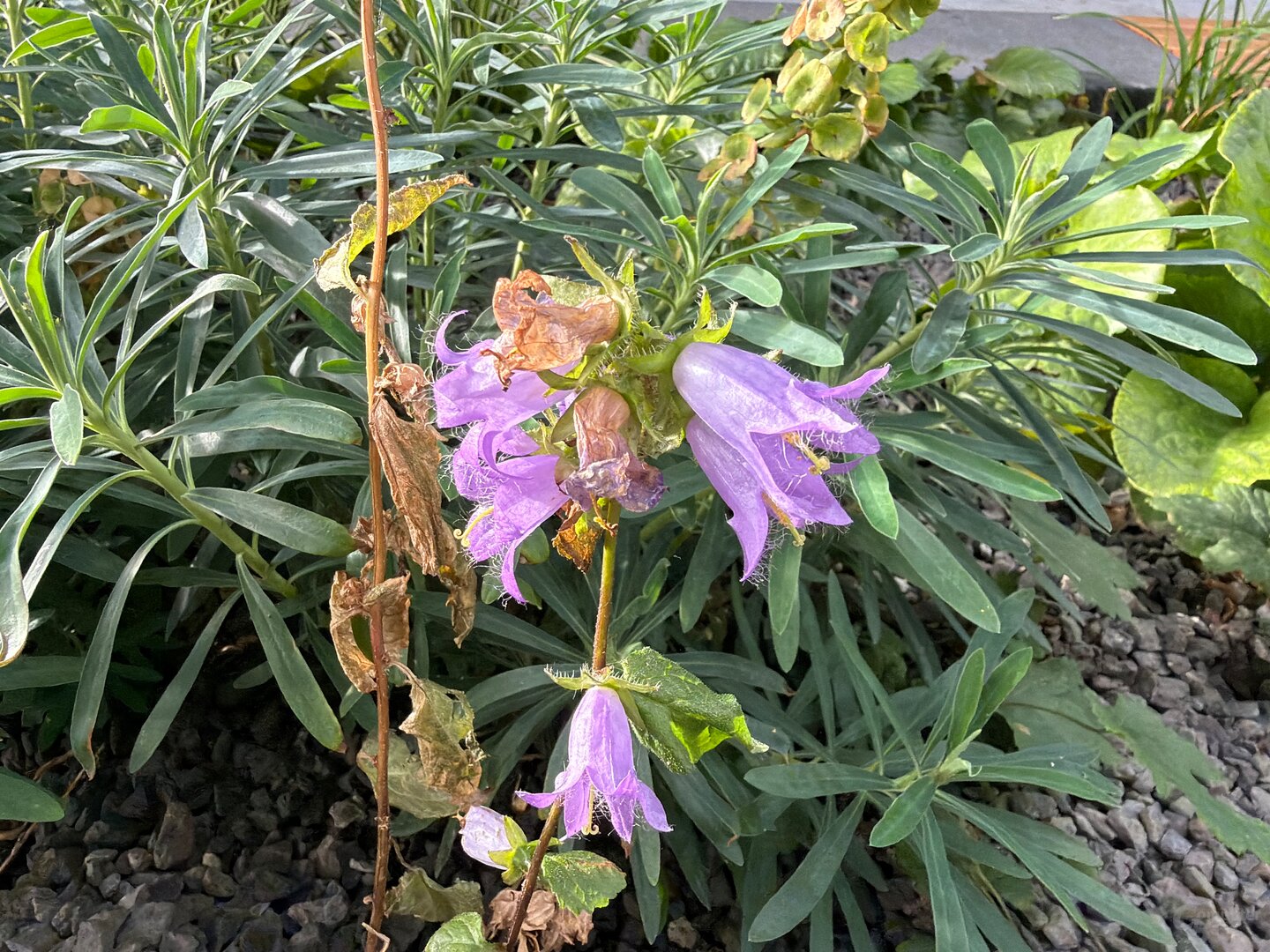 Foto mit dem iPhone 17 Pro (Macro)