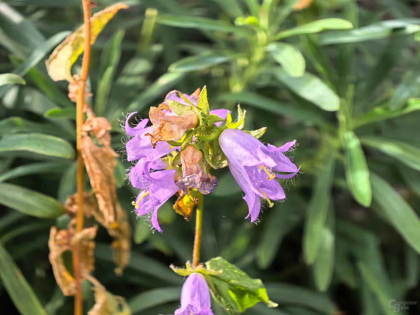 Foto mit dem Pura 80 Ultra (Super Macro)