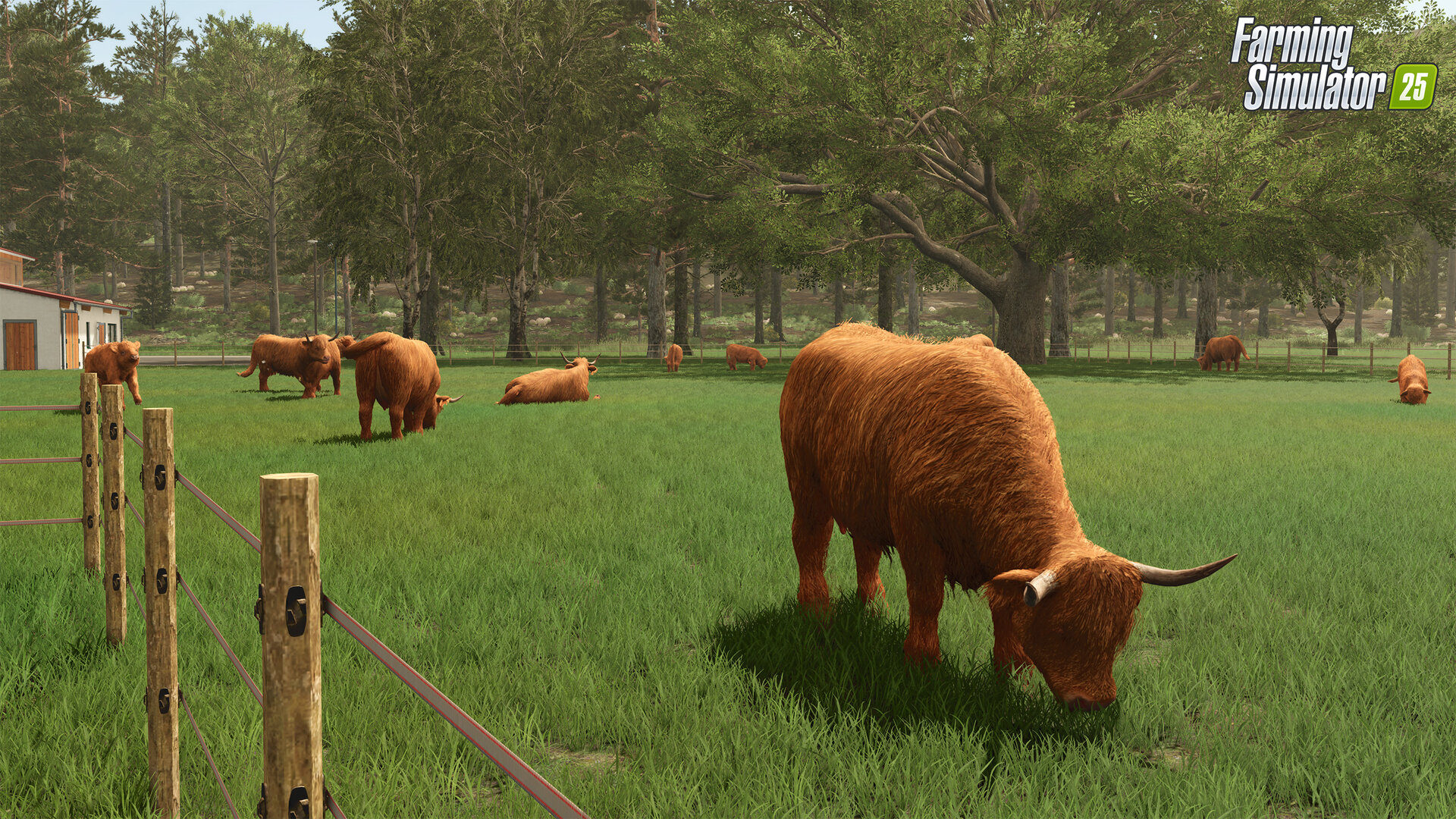 Landwirtschafts-Simulator 25 – Highlands Fishing – Hochlandrinder