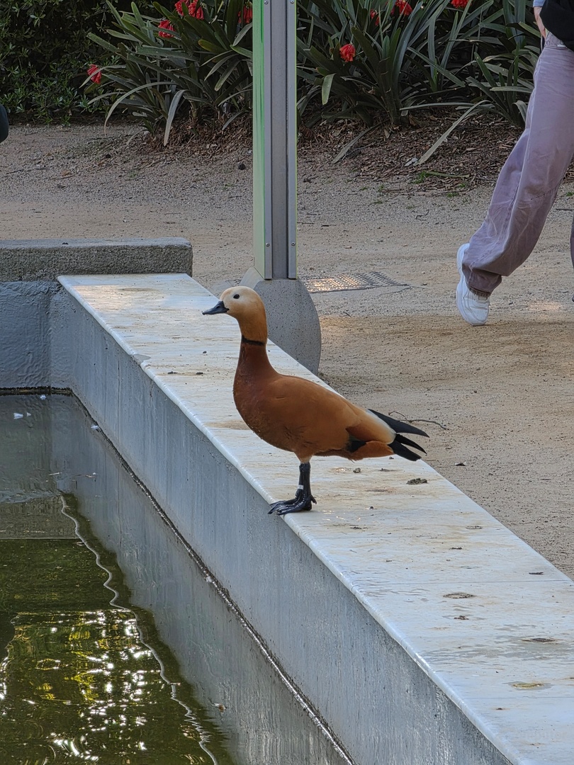 Galaxy S26 Ultra – 115-mm-Tele (f/2.9, ISO 32, 1/100 s)