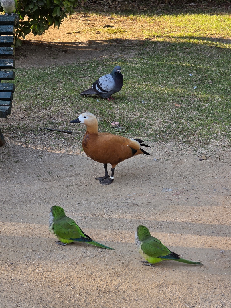 Galaxy S26 Ultra – 115-mm-Tele (f/2.9, ISO 32, 1/100 s)