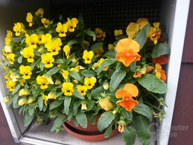 Foto-Beispiel, Samsung Galaxy S III
