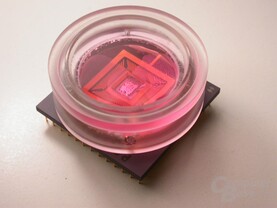 Einzelne Zellen sind in die Nährlösung direkt auf dem Sensorfeld des Neuro-Chip platziert und bilden dort neuronale Netzwerke.