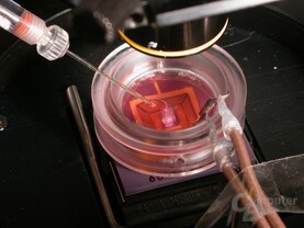 Nervenzellen werden auf dem Sensorfeld des Neuro-Chip in der Nährlösung platziert.