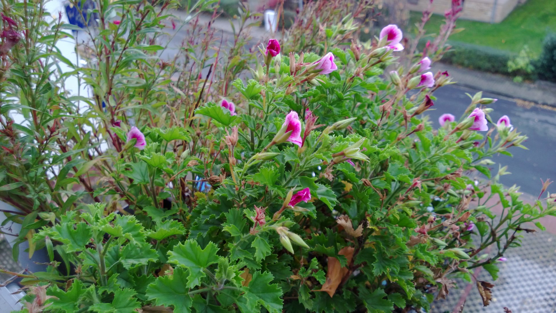 Testaufnahme Lumia 920