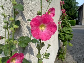 Kamerafoto des Ascend P6