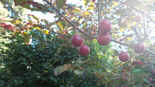 Samsung Galaxy S4 zoom - Fotoqualität