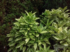 Testbilder LG L70 - 02
