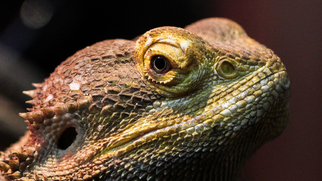 Xbox Live: Hackerguppe Lizard Squad legt Netzwerk lahm