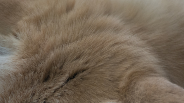 Fell in Spielen: AMD stellt TressFX 3.0 gegen Nvidia HairWorks