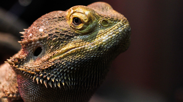 Lizard Squad: Hacker legen Xbox Live und PlayStation Network lahm