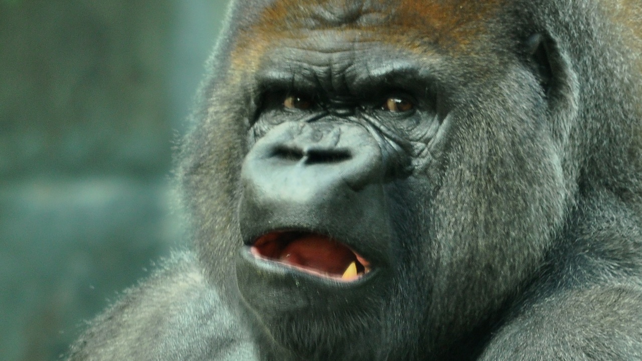 Corning Project Phire: Gorilla Glass will so hart wie Saphirglas werden