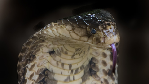 VENOM: Sicherheitslücke lässt aus VM-Gastsystemen ausbrechen