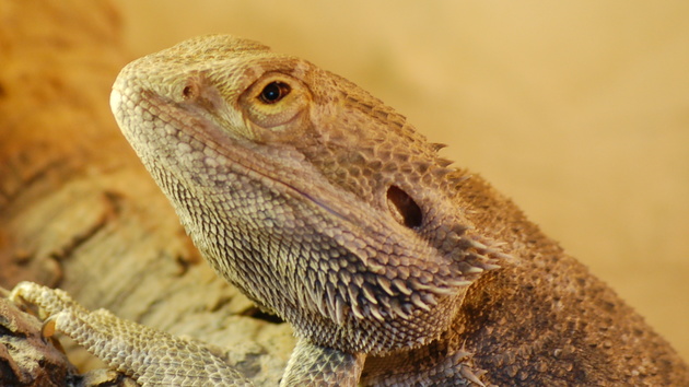 Hacker: Lizard Squad greift PlayStation und Xbox an