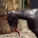 Goat Simulator: Ziegenspiel ab heute für PlayStation 4 und PlayStation 3