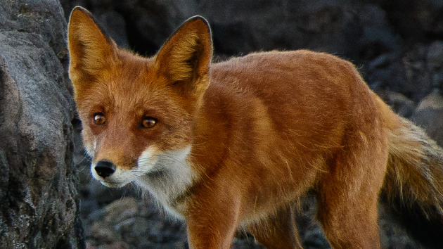 Mozilla: Kritik an Edge als Standardbrowser in Windows 10