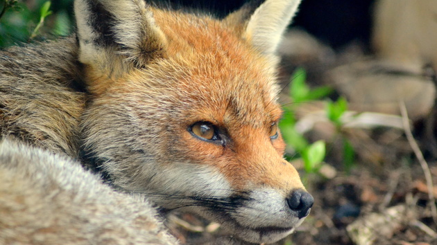 Mozilla: Firefox 40 kommt mit Windows-10-Unterstützung