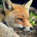 Mozilla: Firefox 40 kommt mit Windows-10-Unterstützung