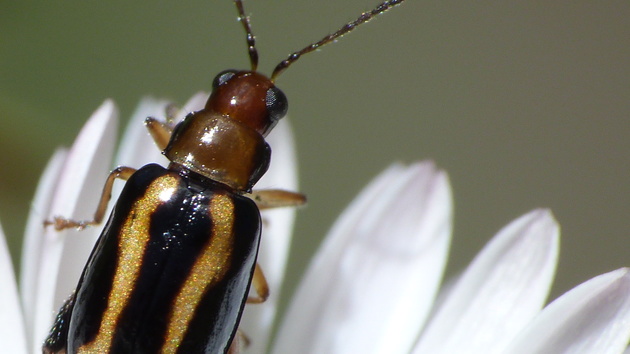 Mozilla: Bugzilla-Fehlerdatenbank gehackt
