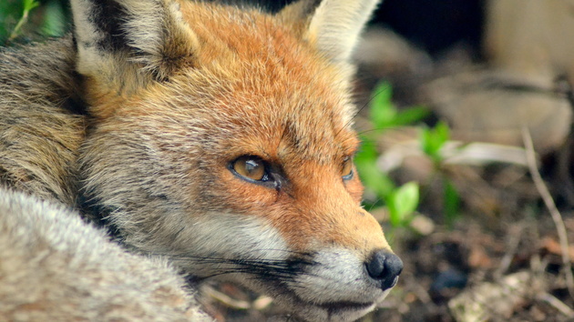 Browser: Firefox 44 sperrt unsignierte Add-Ons und benachrichtigt