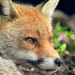 Browser: Firefox 44 sperrt unsignierte Add-Ons und benachrichtigt